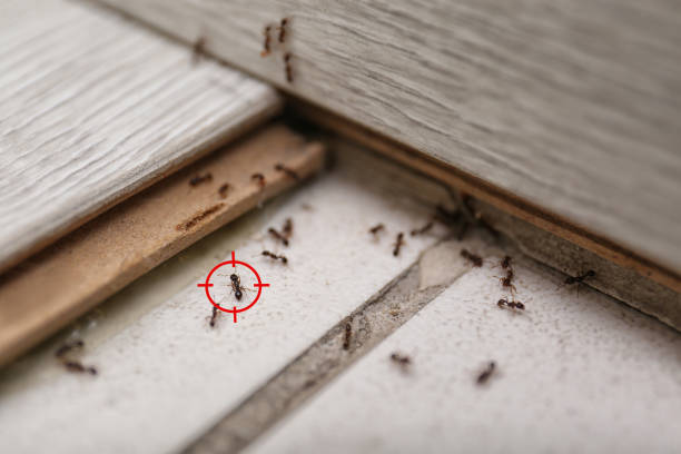  Chrisman, IL Pest Control Pros