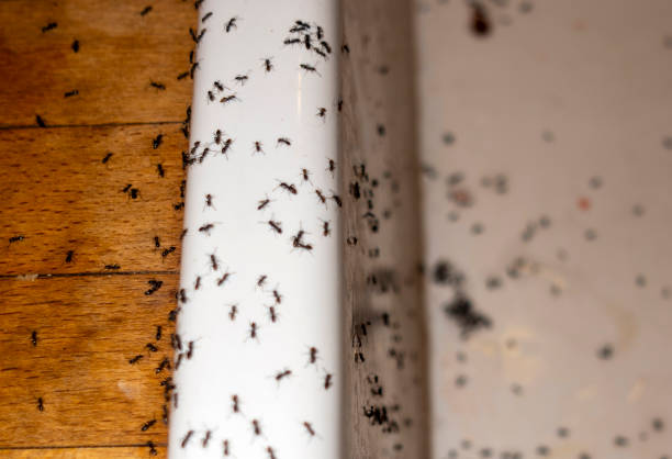 Best Wildlife Control Services  in Chrisman, IL