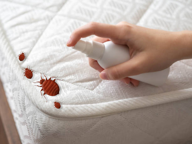 Best Wasp Removal Services  in Chrisman, IL